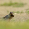 Vlastovka obecna - Hirundo rustica - Barn Swallow 5281